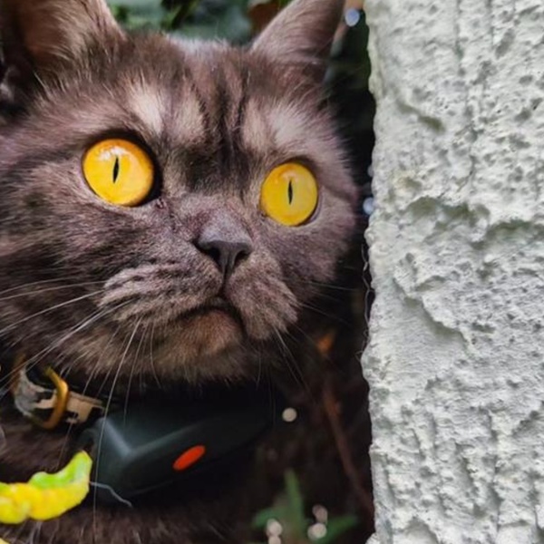 @rollyrocket.thecat