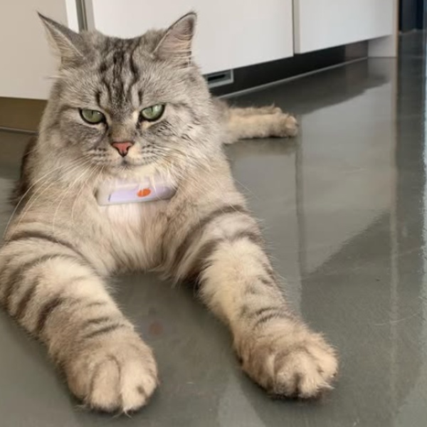 @romeo.thebritishlonghair