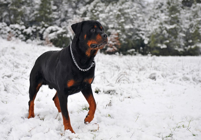 Best shock collar for cheap rottweiler