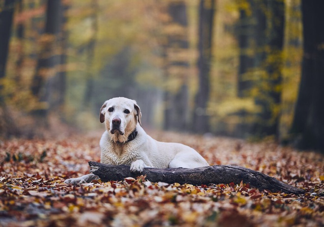 dog alone in the woods