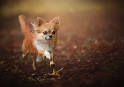 A running Chihuahua