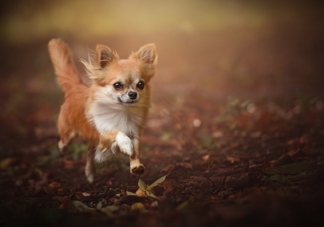 A running Chihuahua