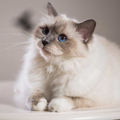 A beautiful blue-eyed Birman