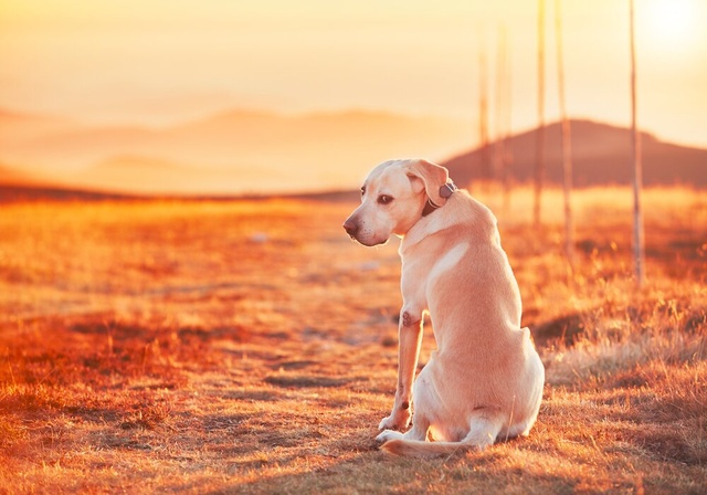 sad labrador looking over its shoulder at sunset