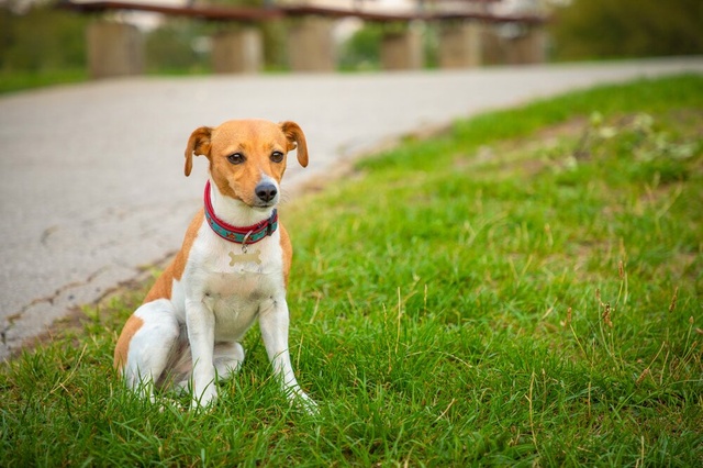 red dog looking sad on grass