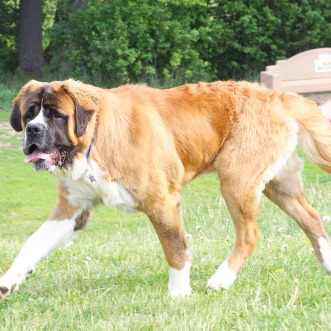 a great saint bernard walking on grass