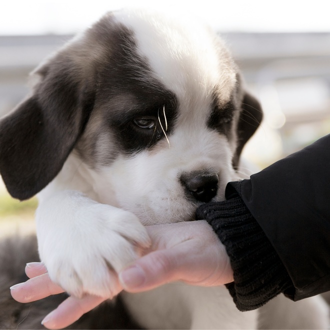 a saint bernard puppy clinging to his master's hand
