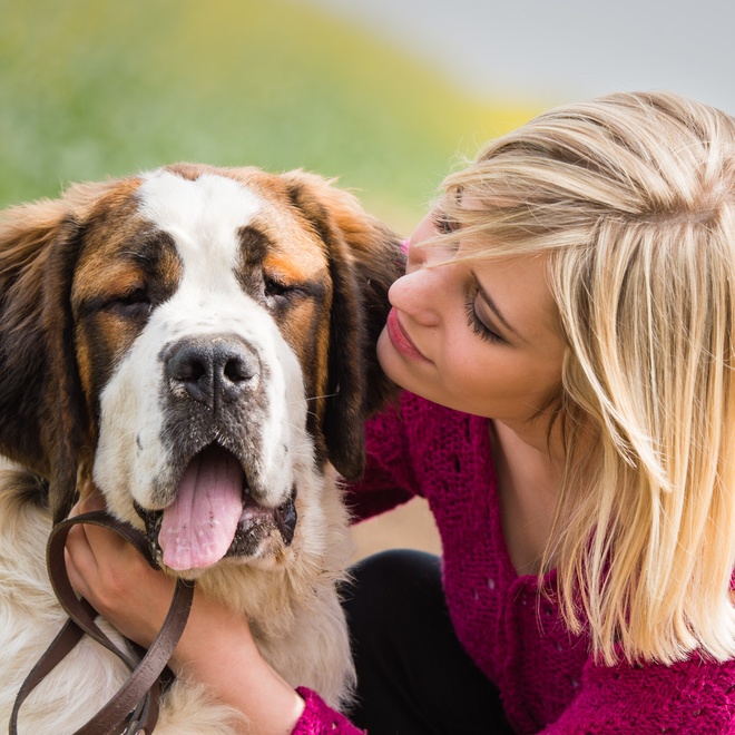 a saint bernard sticking out his tongue in his owner's arms