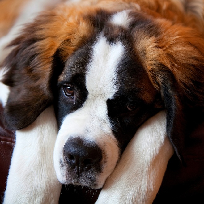 a saint bernard lying down