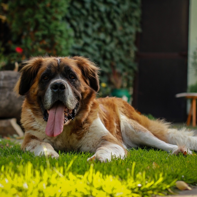 a saint bernard lying in a garden with his tongue hanging out