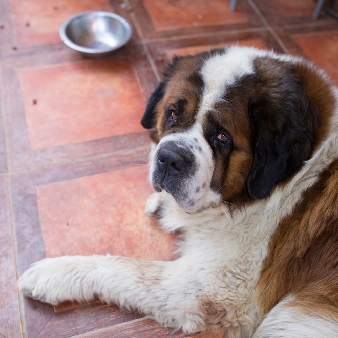a saint bernard next to an empty bowl