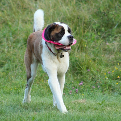 a saint bernard with a collar in his mouth