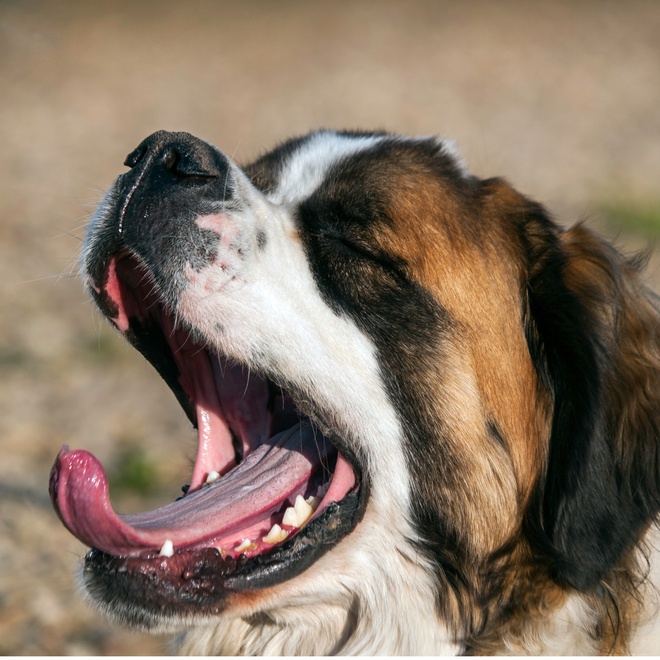 portrait of a saint bernard who opens his mouth wide