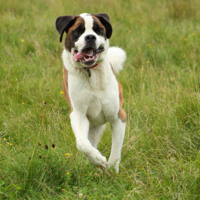 a saint bernard running through the grass