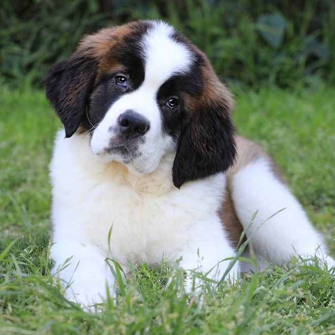 a saint bernard puppy lying on the grass, tilting its head to one side