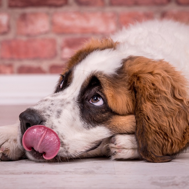 the head of a saint bernard lying on the ground, with his tongue sticking out and looking up