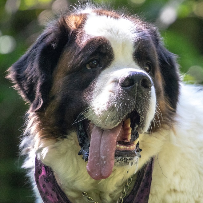 portrait d'un saint bernard qui tire la langue