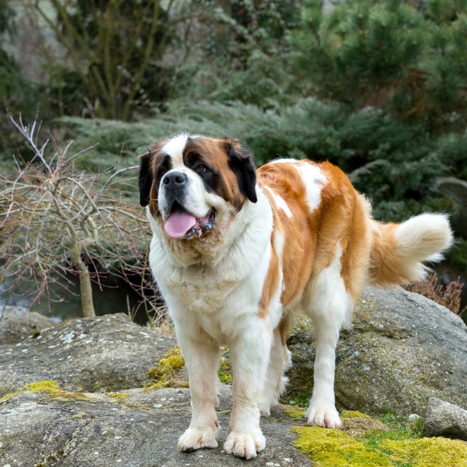 a saint bernard in the forest, resting on a rock