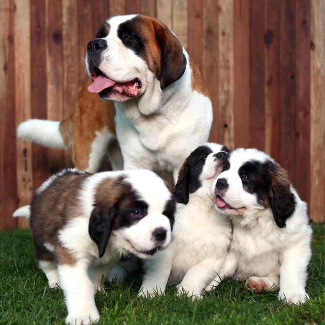 a saint bernard surrounded by 4 little saint bernard puppies