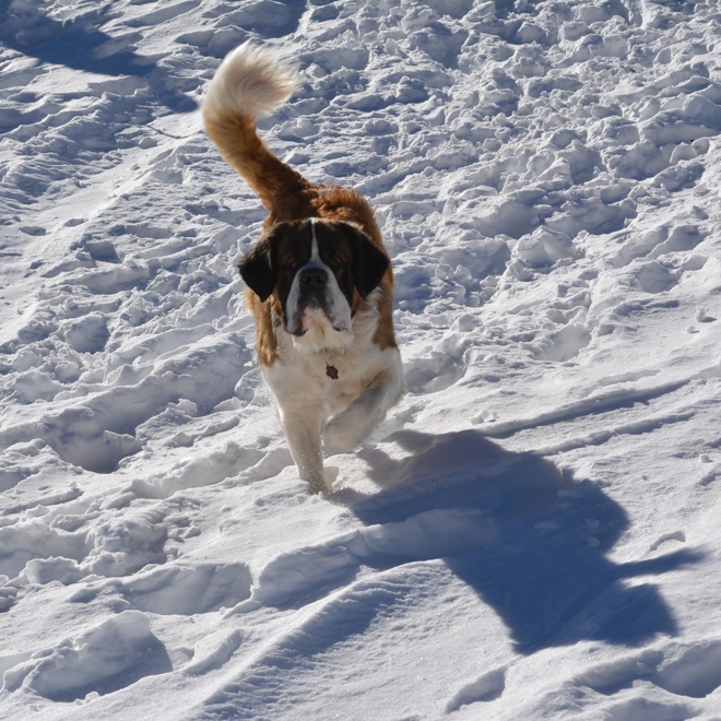 a saint bernard walking in the snow