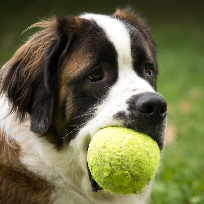 portrait of a saint bernard with a tennis ball in his mouth
