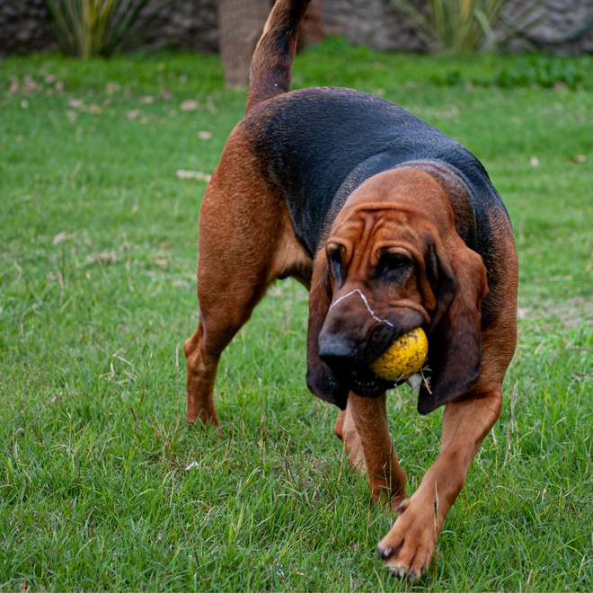 a Bloodhound on the lawn with a bullet in his mouth