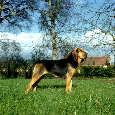 a Bloodhound who is standing in the middle of a garden