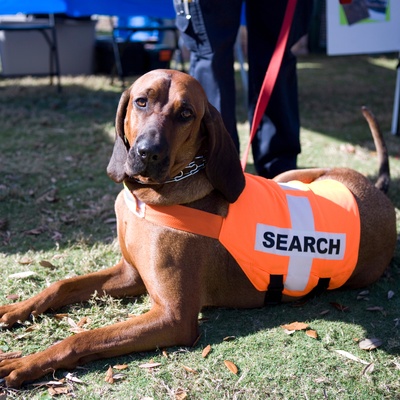 a Bloodhound in his role as a rescue dog