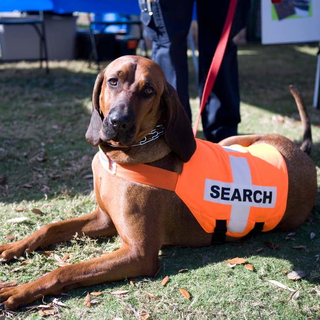 a Bloodhound in his role as a rescue dog