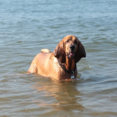 a Bloodhound in the sea