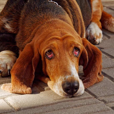 a Bloodhound lying with his eyes raised