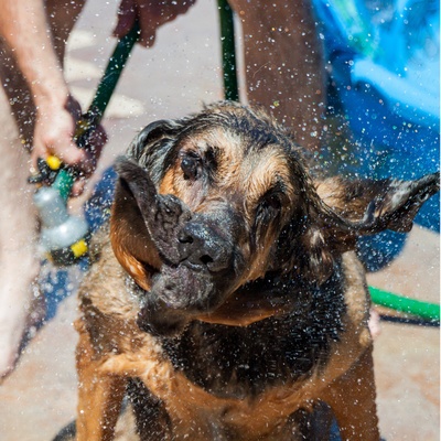 a Bloodhound being sprinkled with water