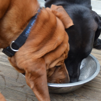 two Bloodhounds eating from the same bowl