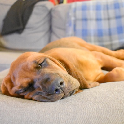a Bloodhound resting