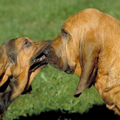 two Bloodhounds playing together