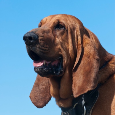 portrait of a Bloodhound who looks into the distance