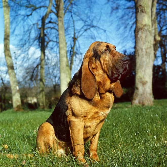 a Bloodhoundsitting on the lawn