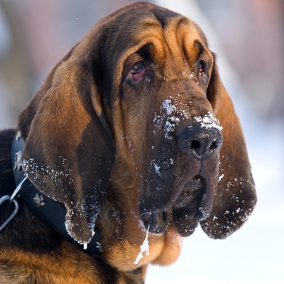 portrait of a Bloodhound with his face covered in snow