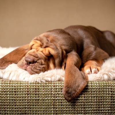 a Bloodhound lying in his basket taking a nap