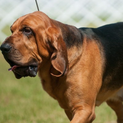 an imposing Bloodhound, walking on the grass