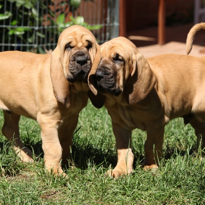 two Bloodhounds next to each other