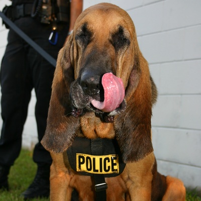 a Bloodhound working for the police
