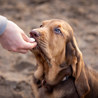a Bloodhound who feels the hand of his/her owner
