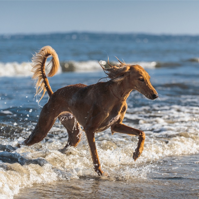 a Saluki running fromthe sea
