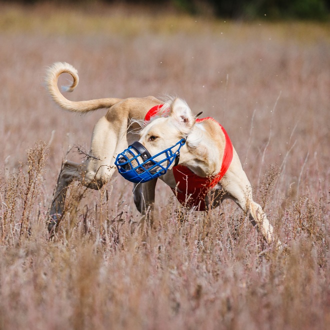 a Saluki exploring in a field, with a bib and a muzzle
