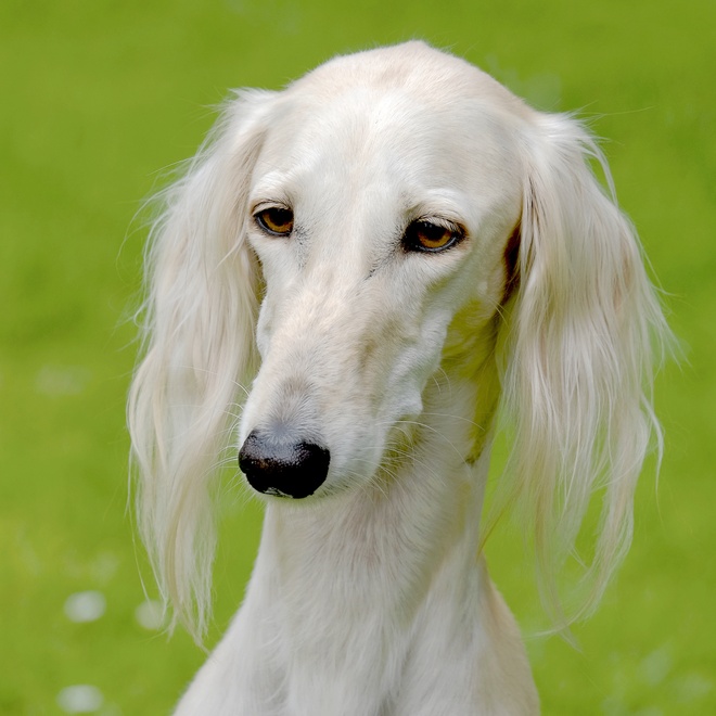 portrait of a Saluki