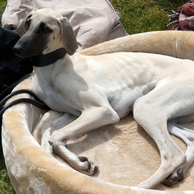 a Saluki in its basket
