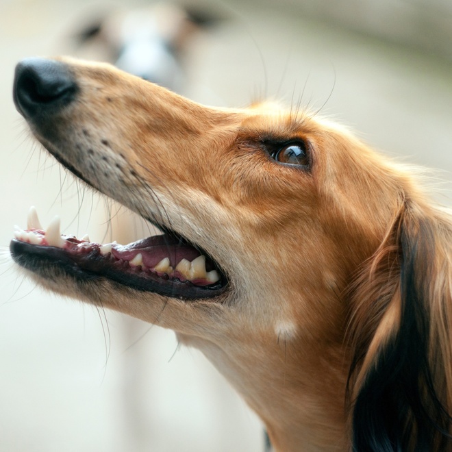 a Saluki with an open mouth in profile