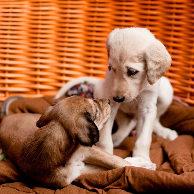 two Saluki puppies in a basket