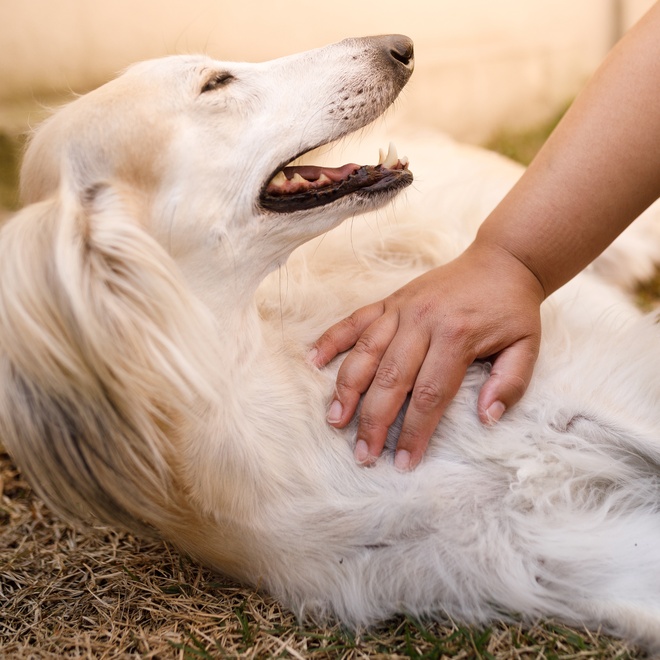 Ein Saluki, der gestreichelt wird